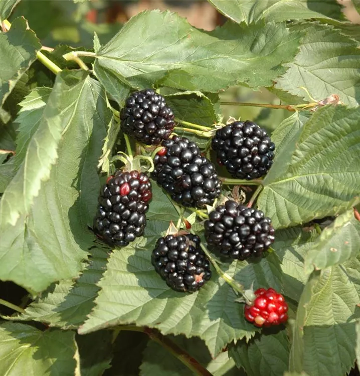 Hänge Brombeere 'Black Cascade'