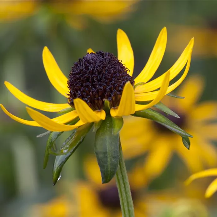 Rudbeckia fulgida 'Little Gold Star' -R-