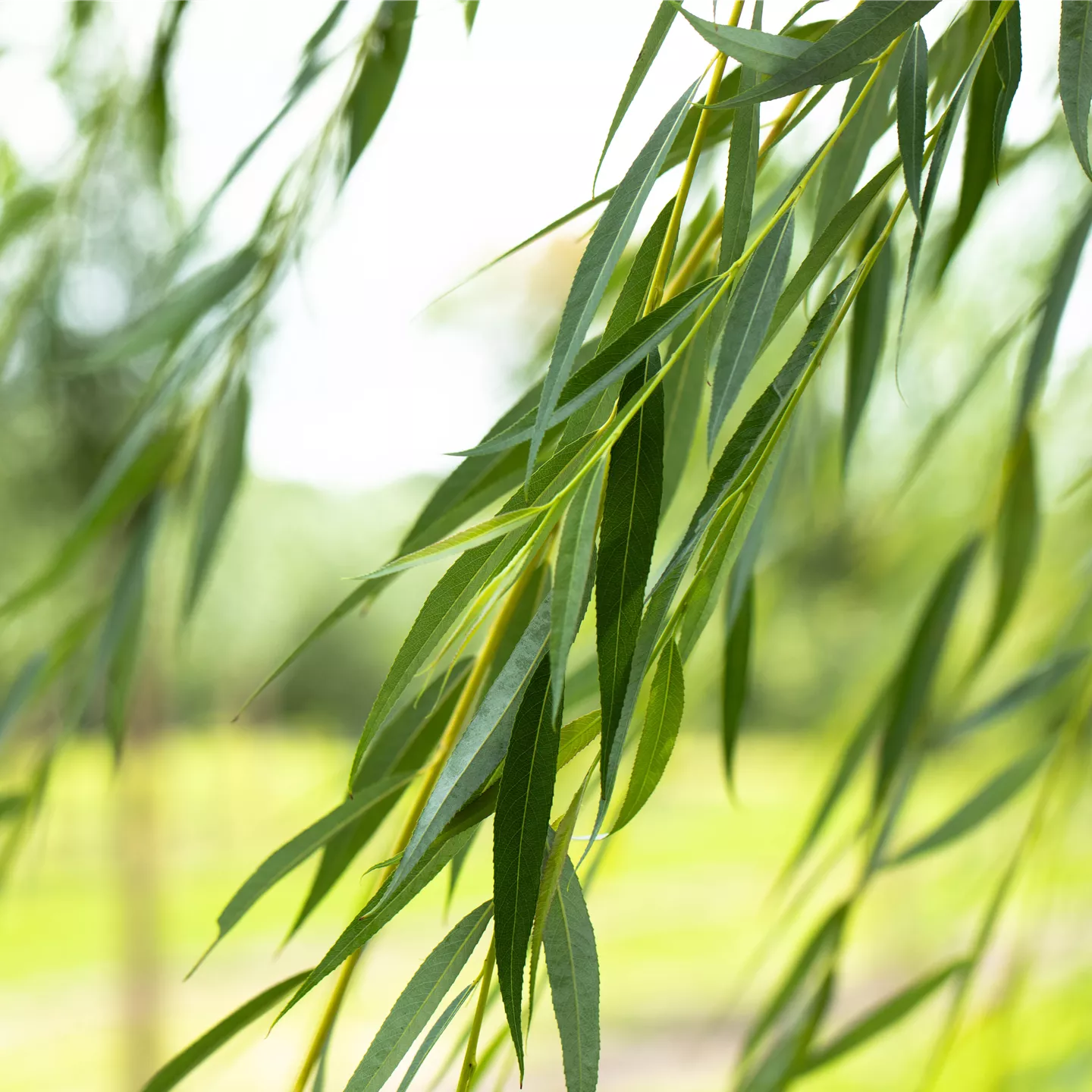 Salix alba 'Tristis'