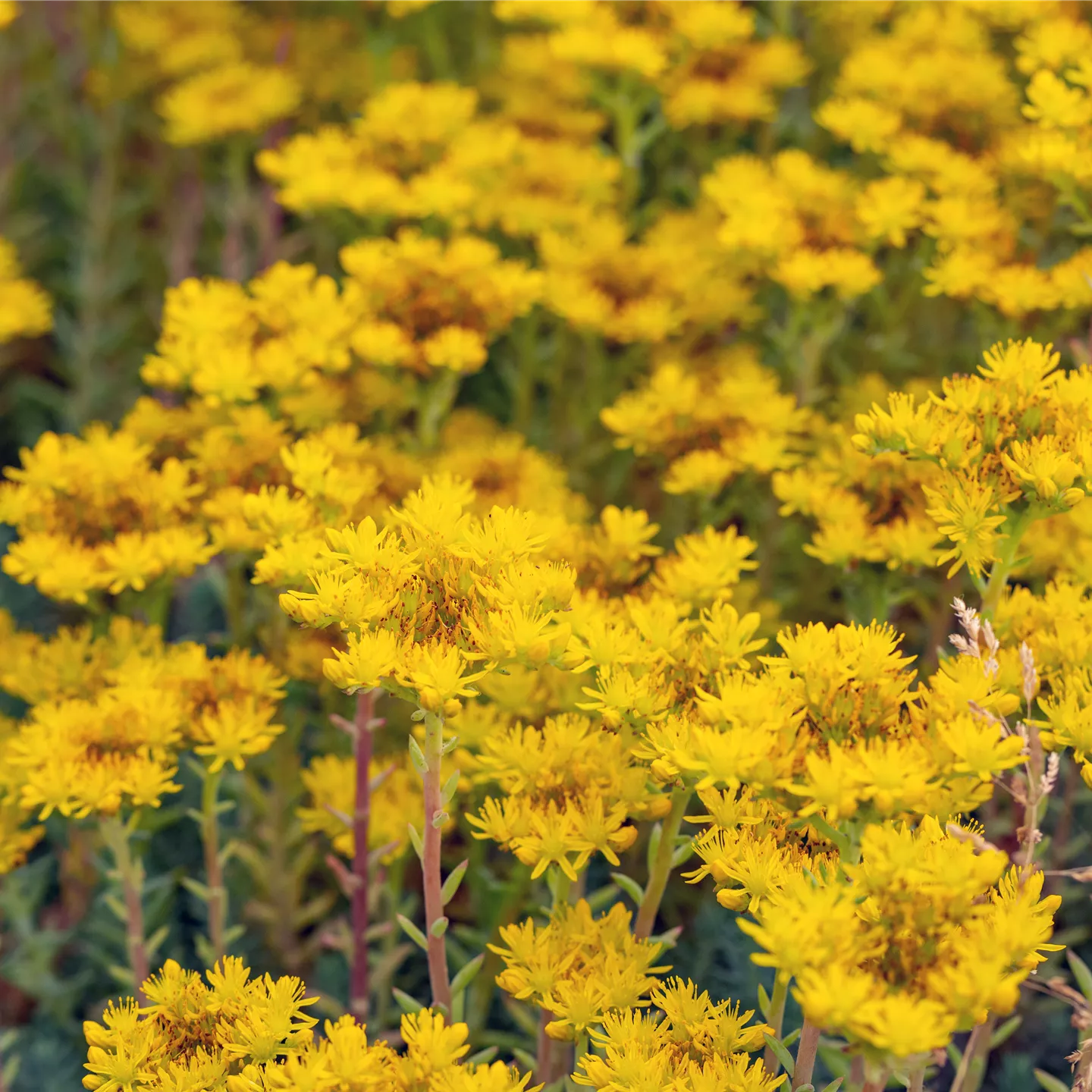 Sedum reflexum