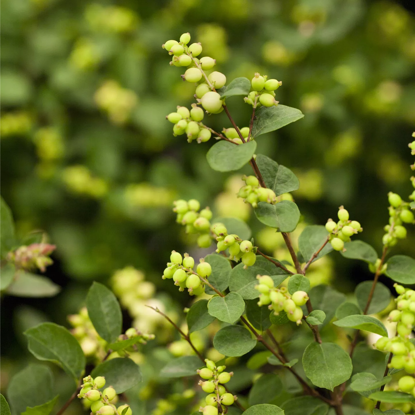 Symphoricarpos doorenbosii 'White Hedge'