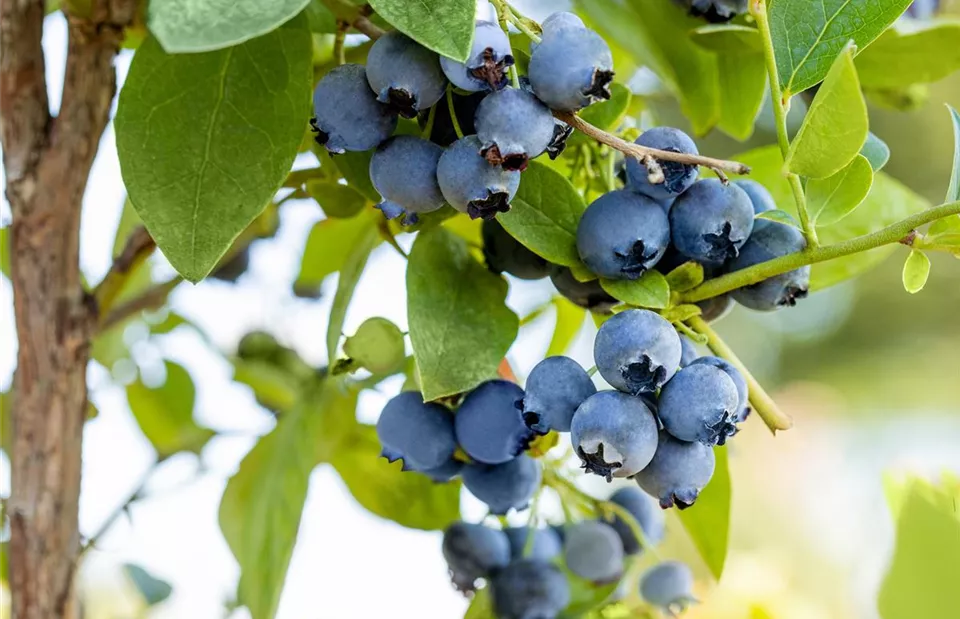 Vaccinium corymbosum 'Blue Jay'