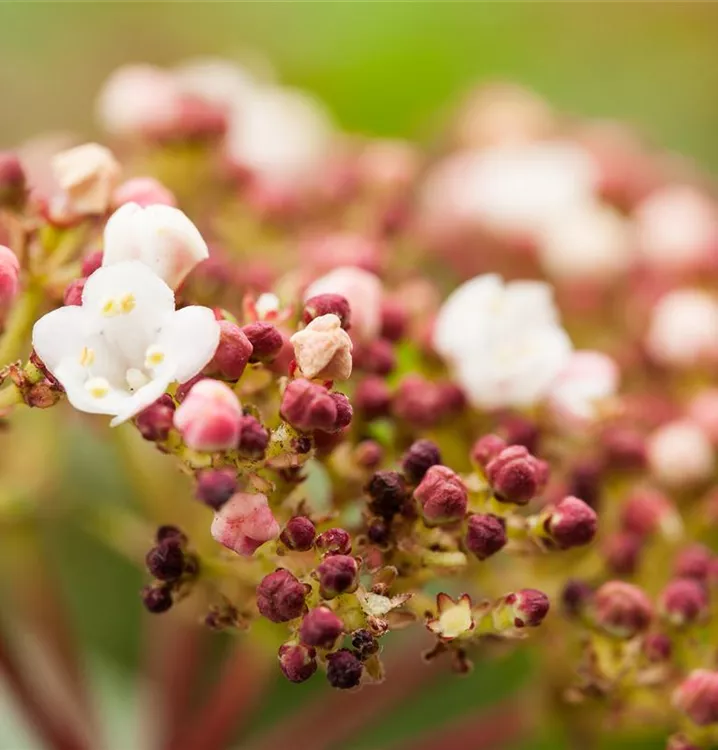 Lorbeer-Schneeball 'Purpurea'