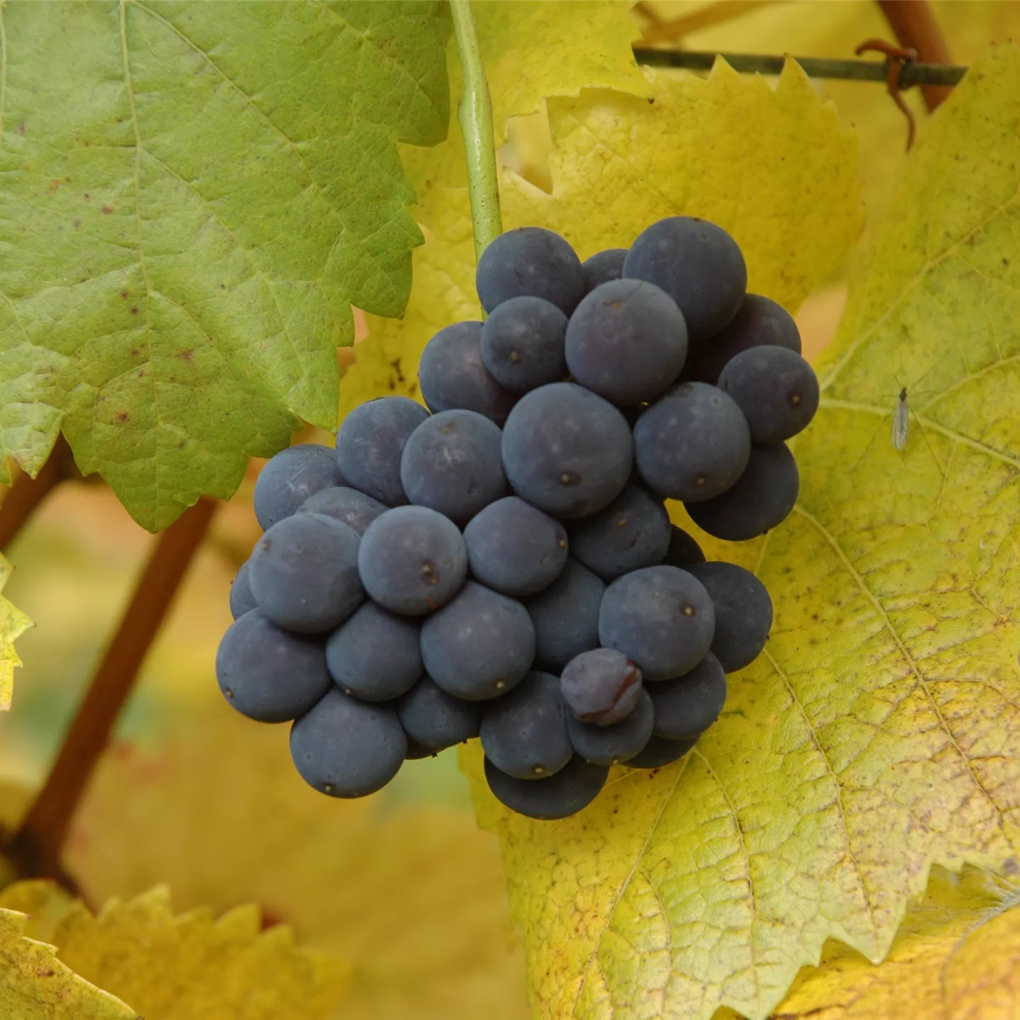 Vitis 'Muscat bleu'