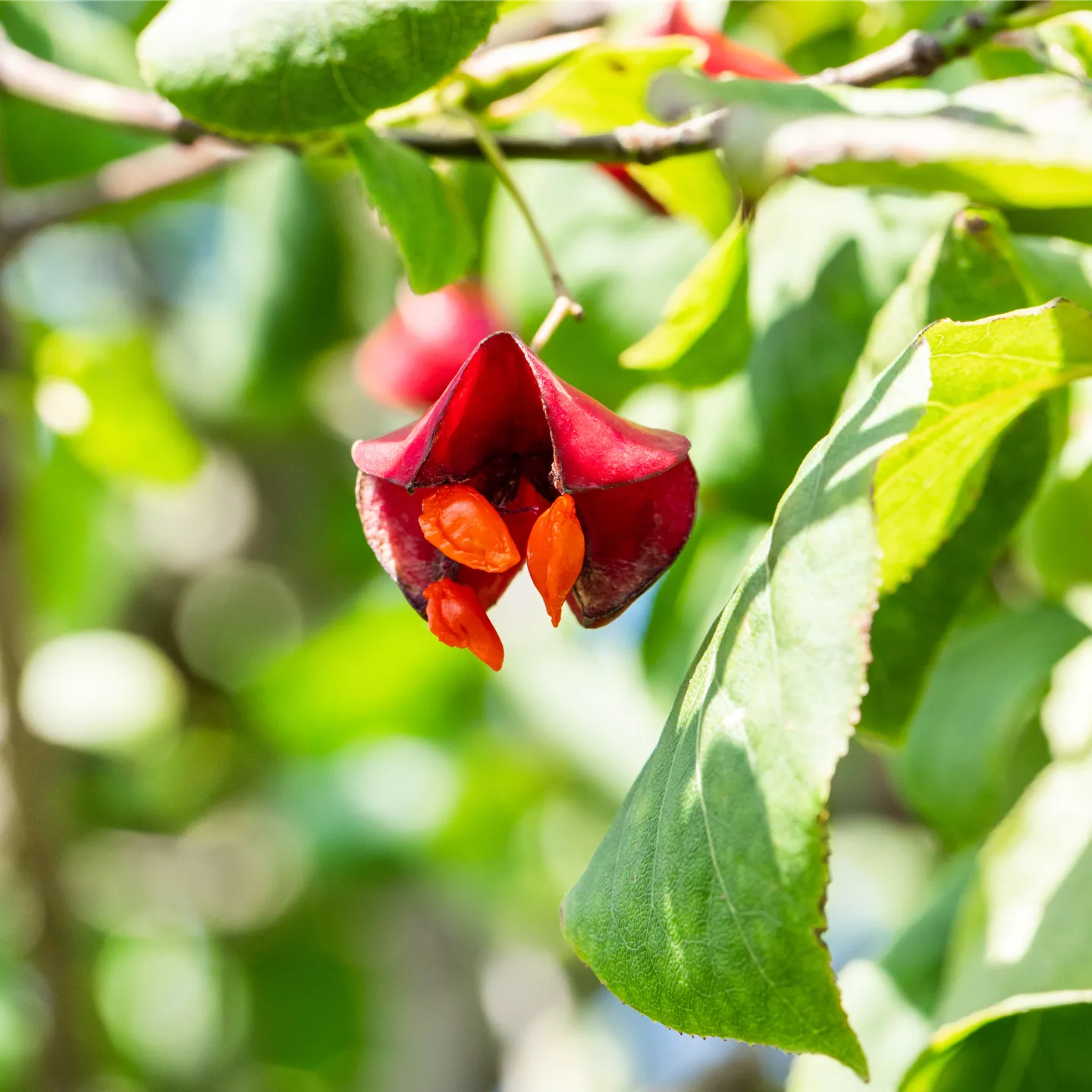 Euonymus europaeus 'Red Cascade'