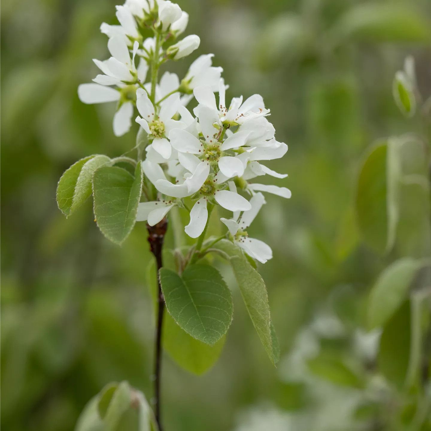 Amelanchier rotundifolia