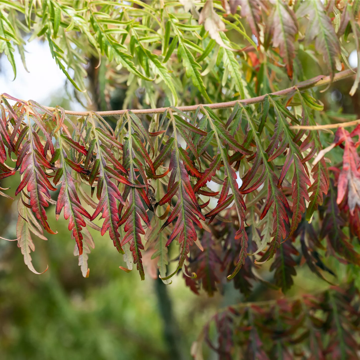 Rhus typhina 'Tiger Eyes' -R-