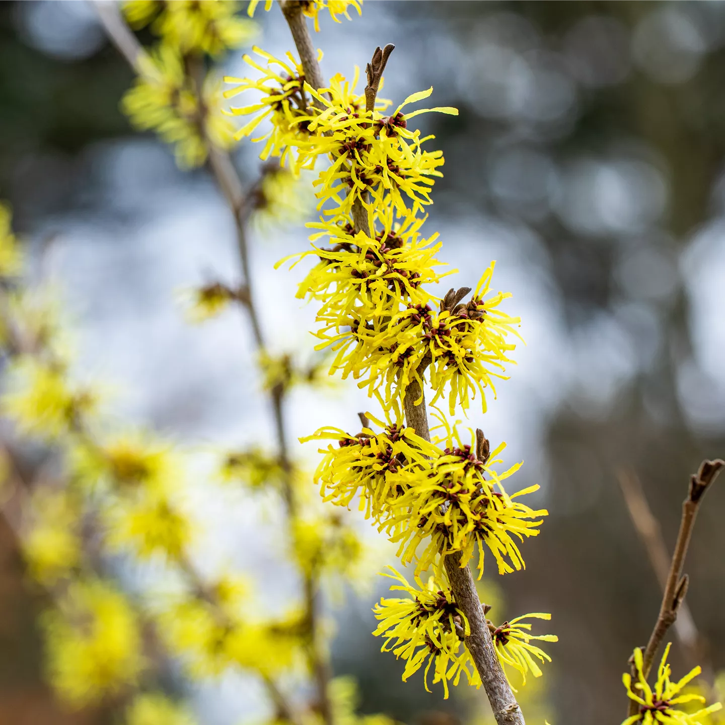 Hamamelis interm.'Angelly'