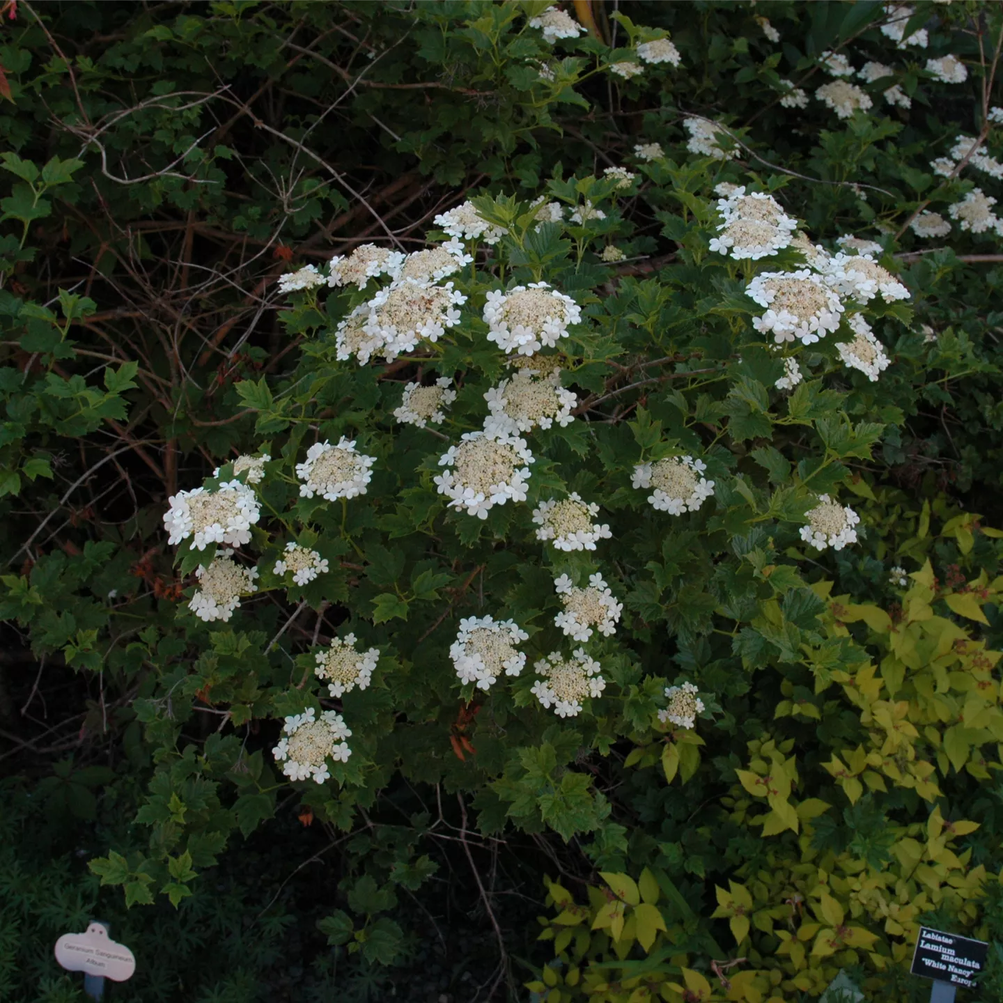 Viburnum opulus