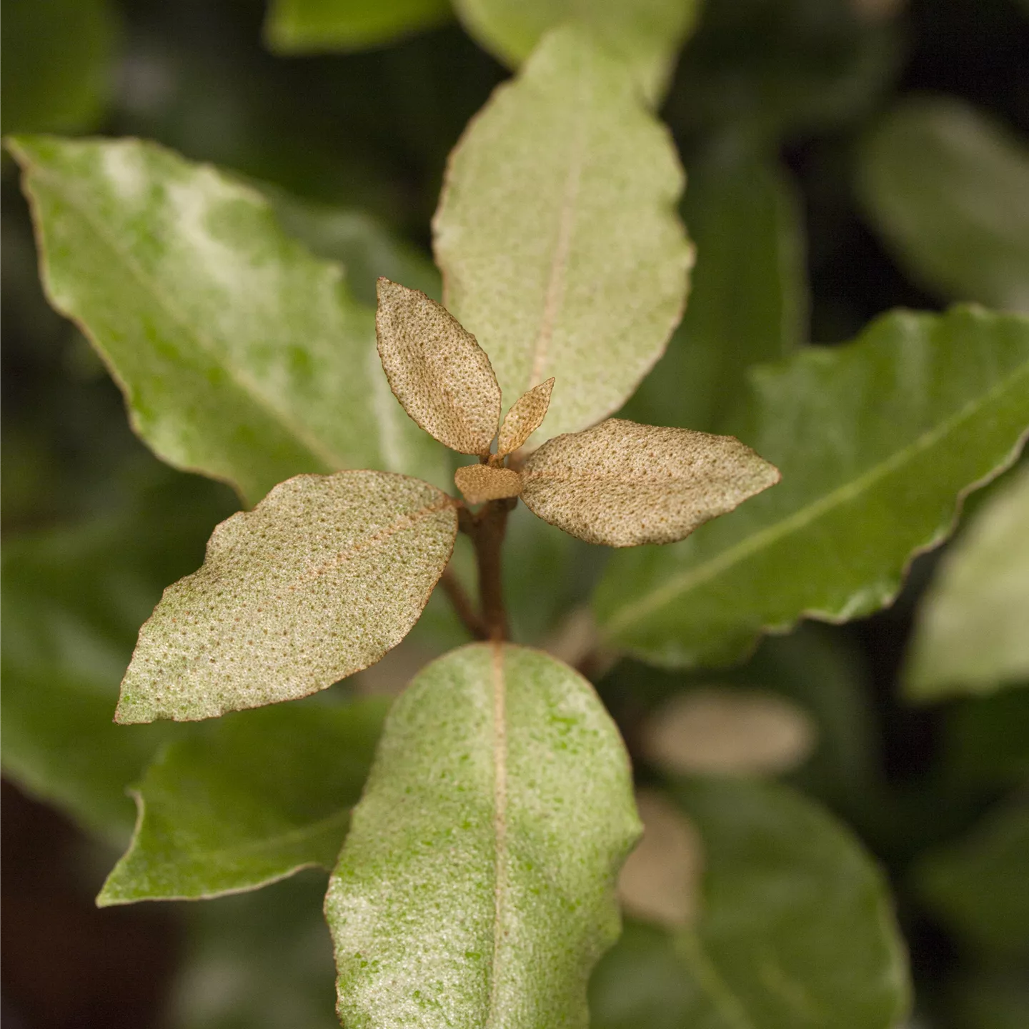 Elaeagnus ebbingei 'Compacta'