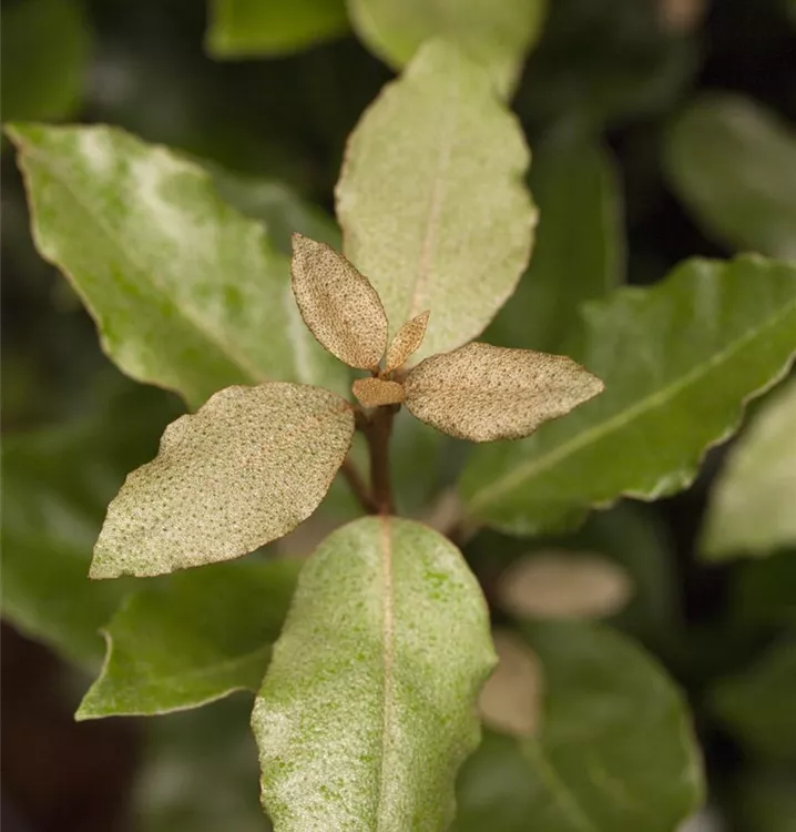 Wintergrüne Ölweide 'Compacta'