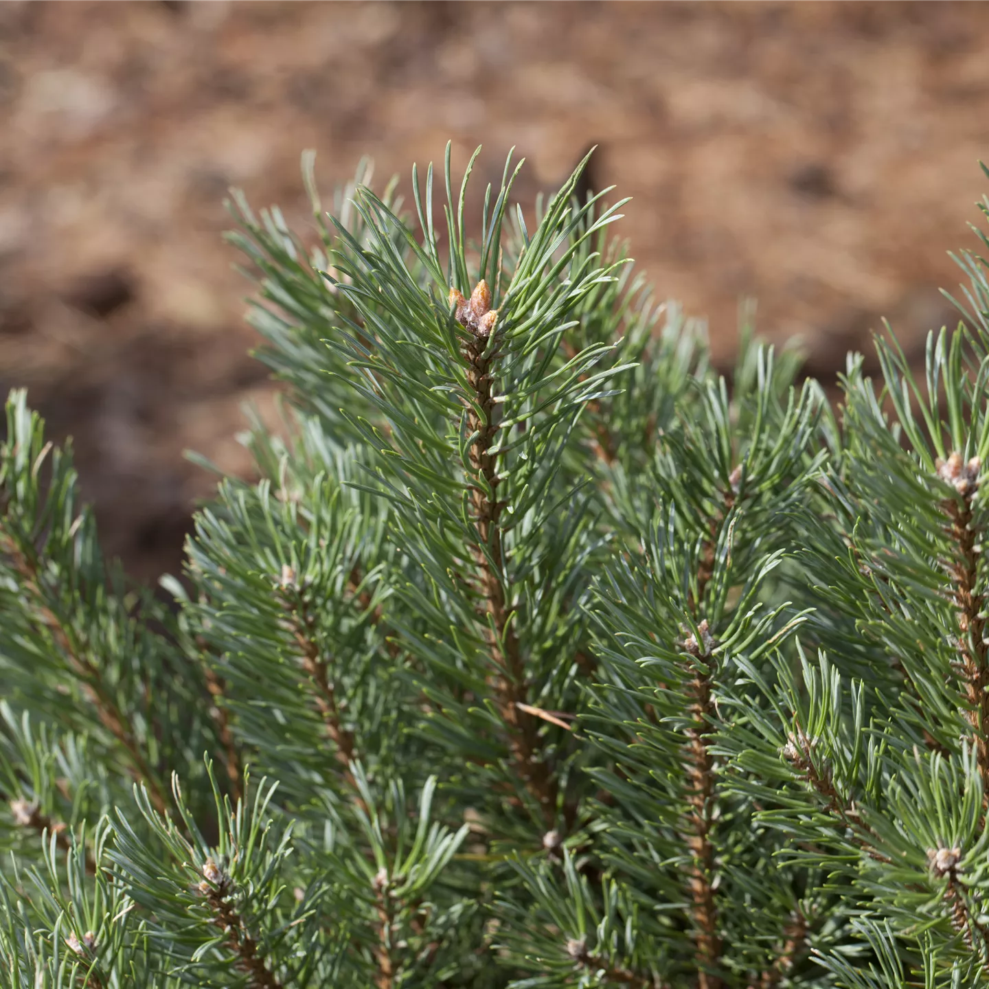 Pinus sylvestris