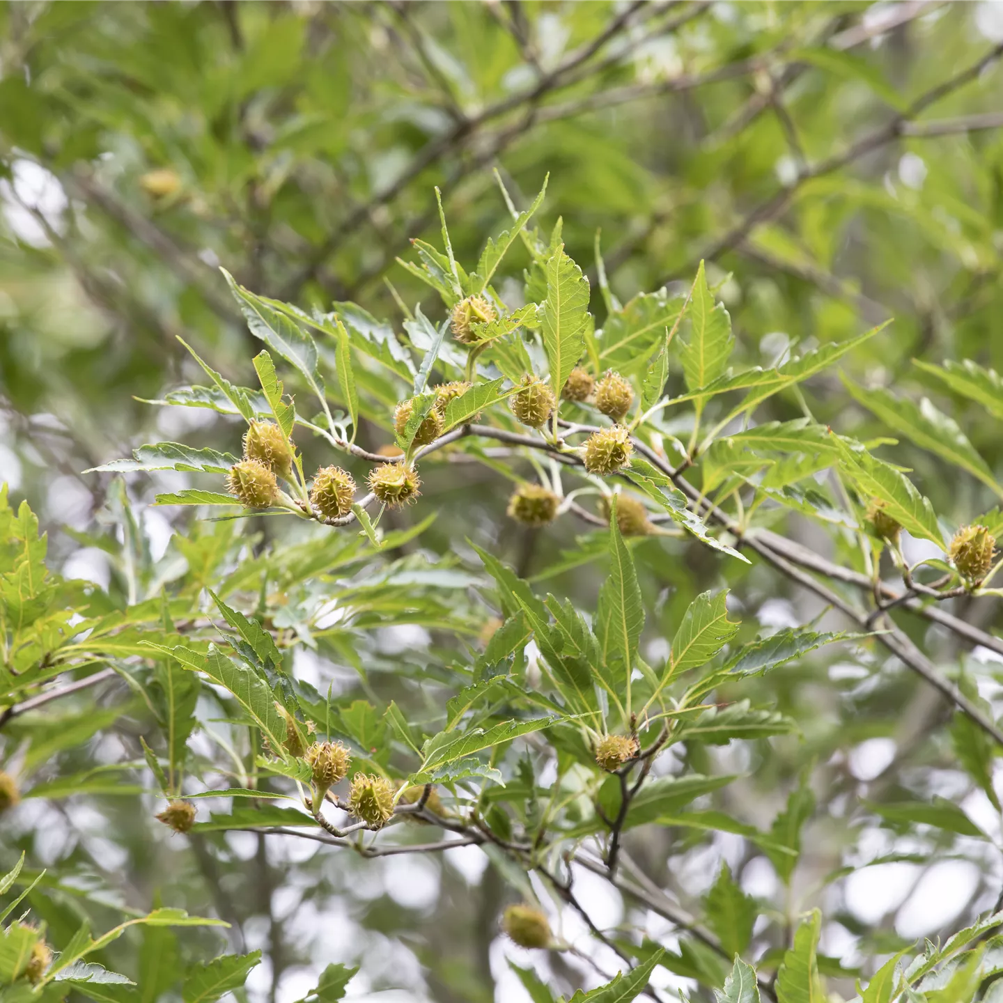 Fagus sylvatica 'Asplenifolia'