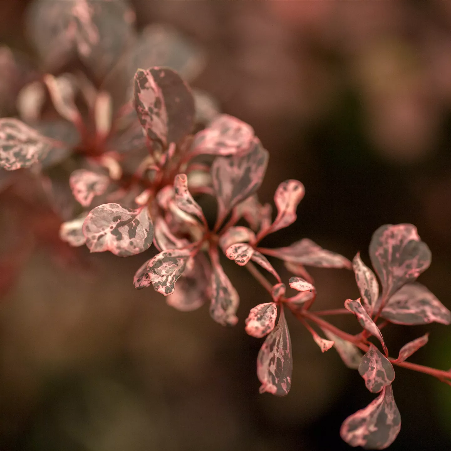 Berberis thunbergii 'Harlequin'