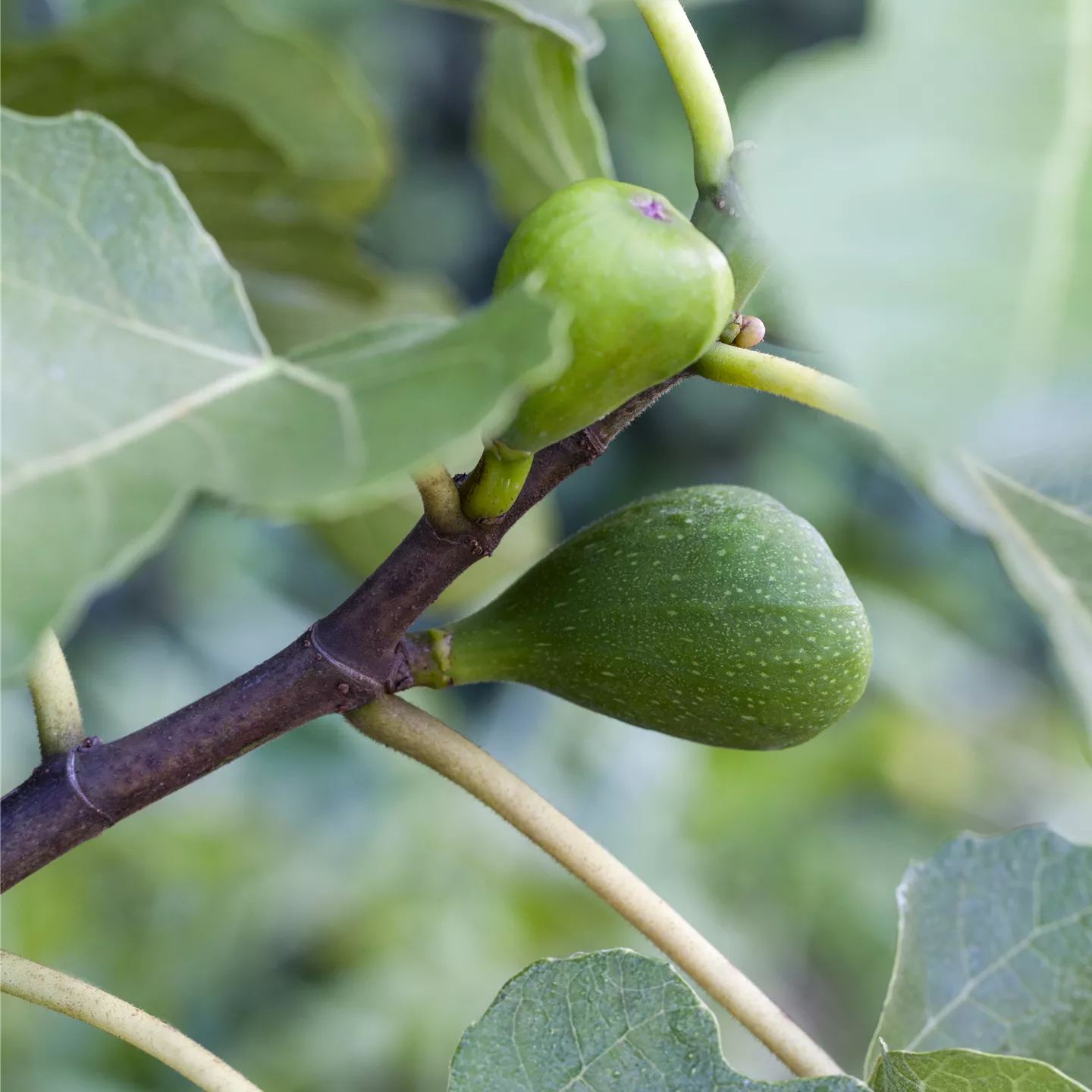 Ficus carica 'Brown Turkey' CAC