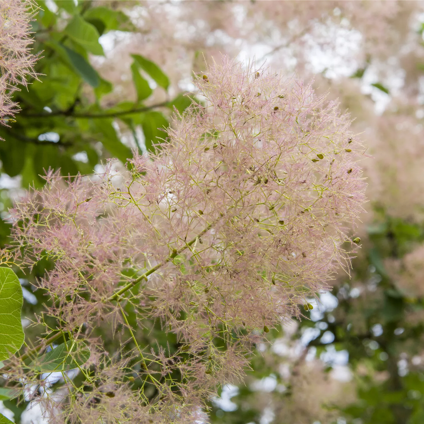 Cotinus coggygria 'Smokey Joe' -R-