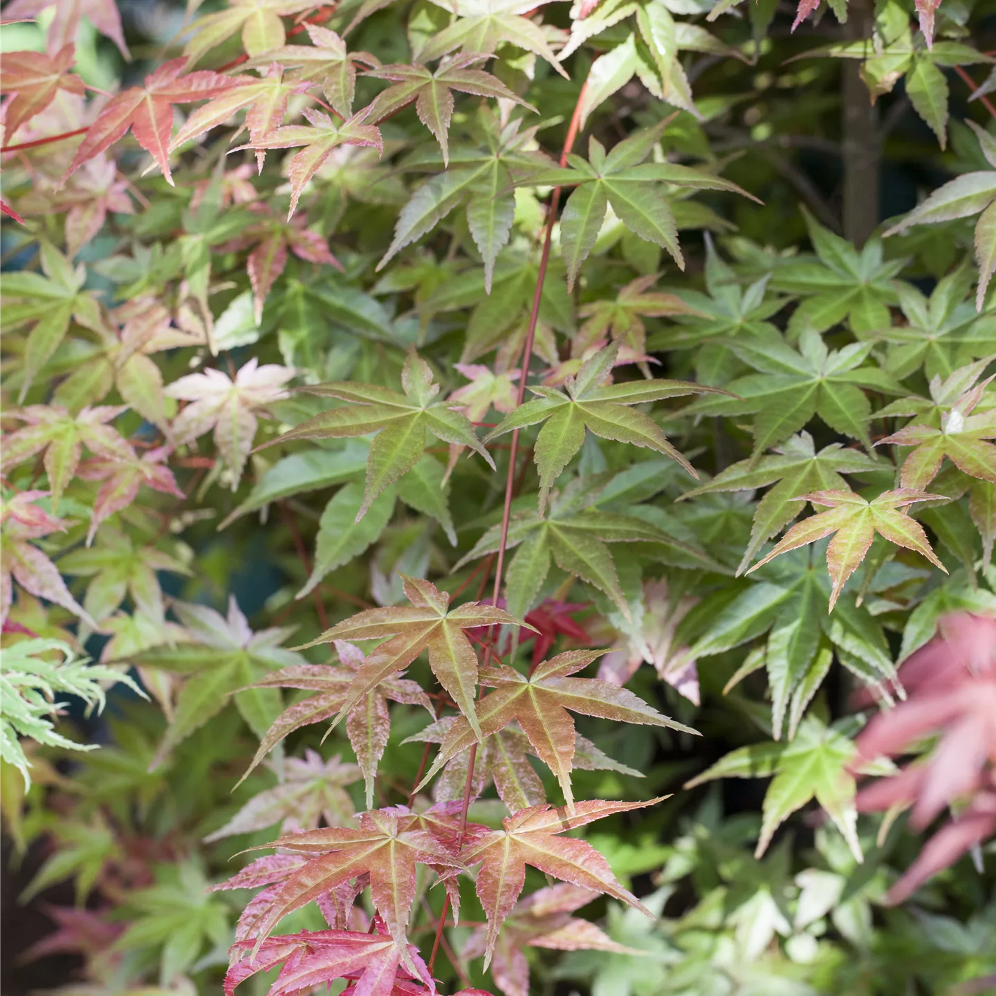 Acer palmatum 'Deshojo'