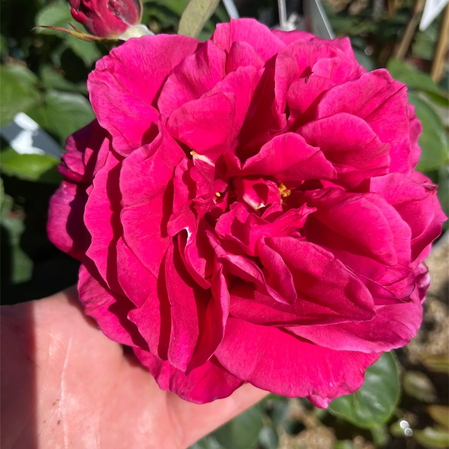Rosa 'Harald Wohlfahrt' TH