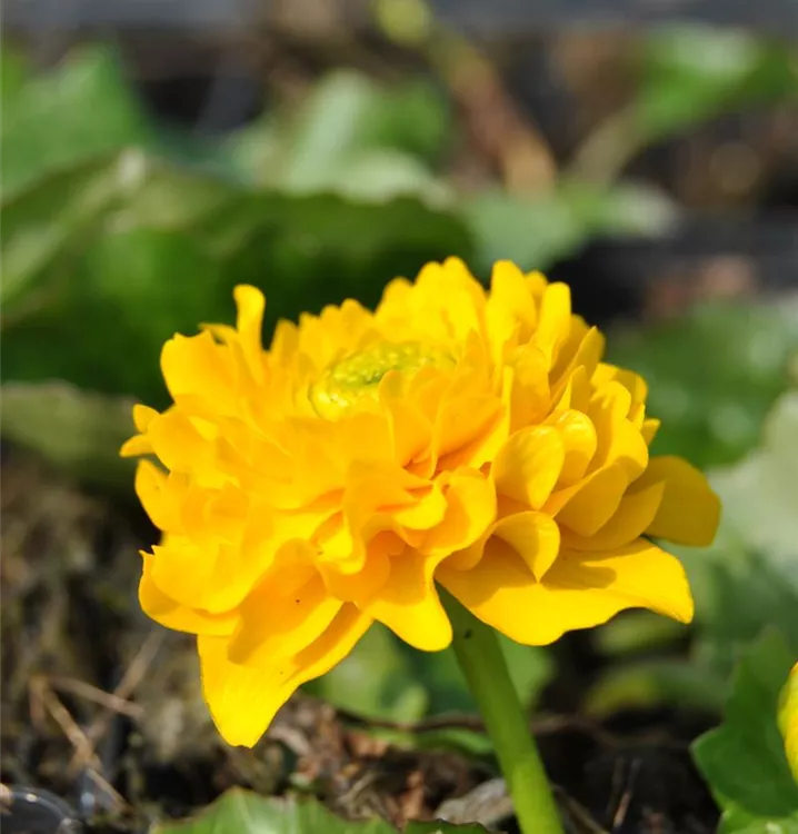 Gefülltblühende Sumpf-Dotterblume