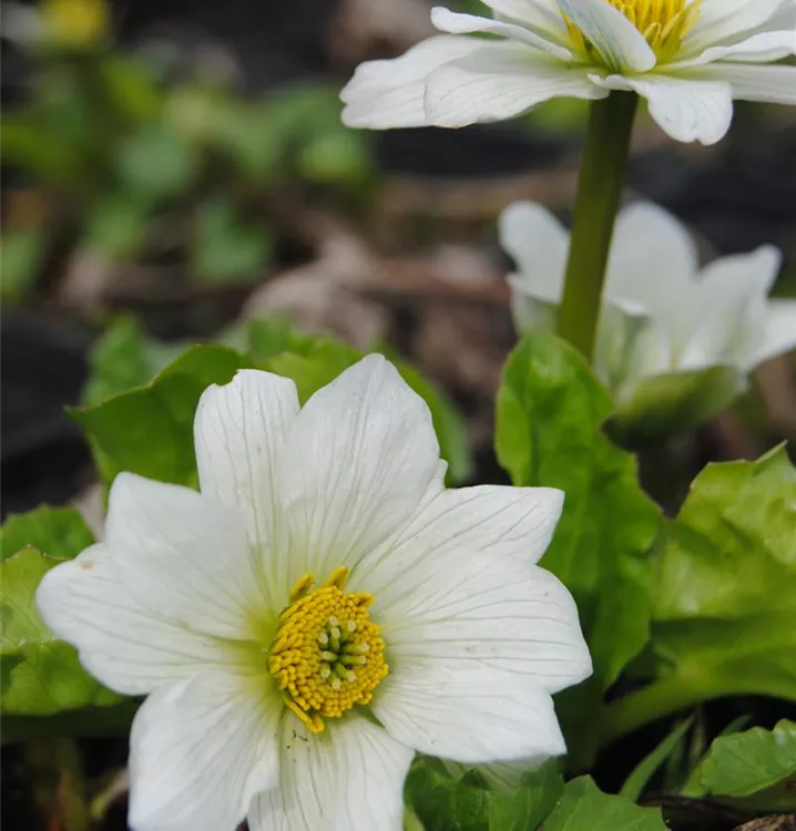 Weißblühende Sumpf-Dotterblume