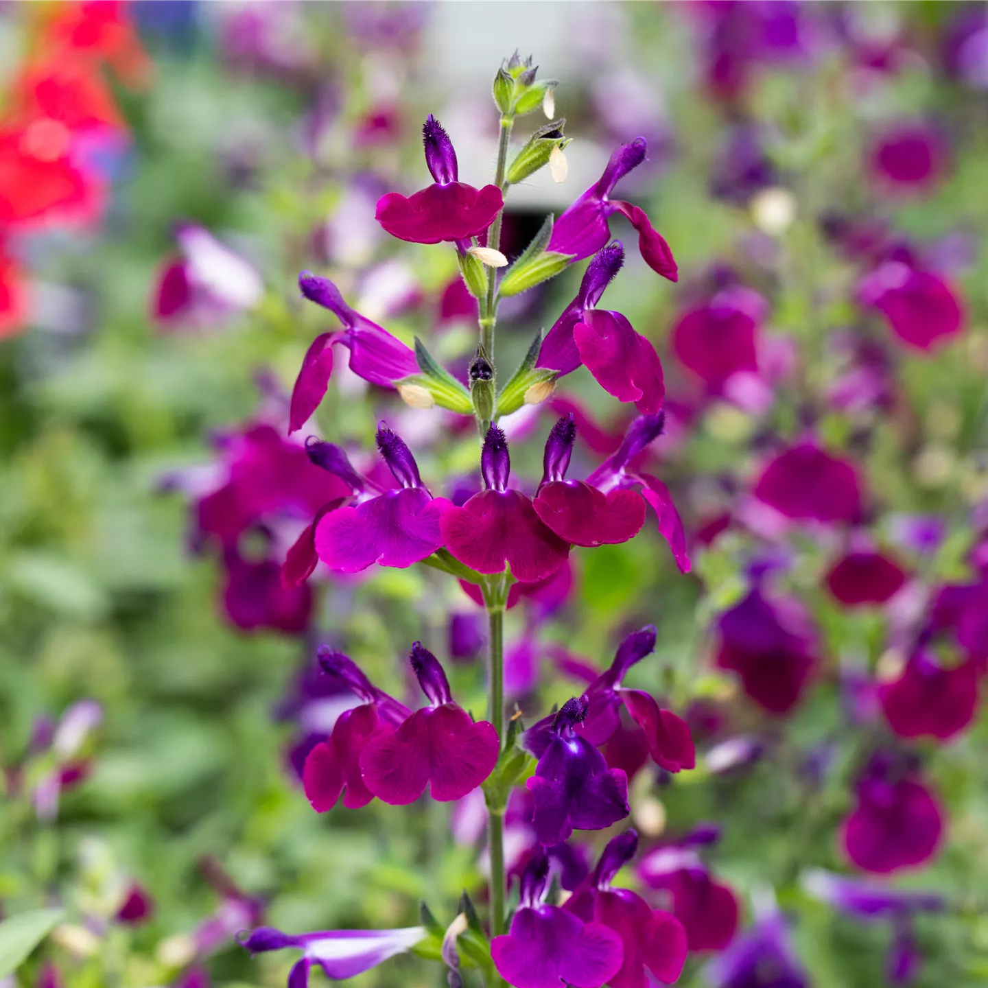 Salvia greggii 'Amethyst Lips'