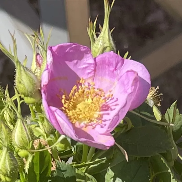 Rosa 'Rosy Boom -R- Wildlife' STR