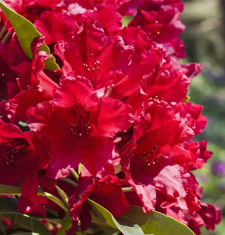 Rhododendron-Hybride 'Rabatz' -R-