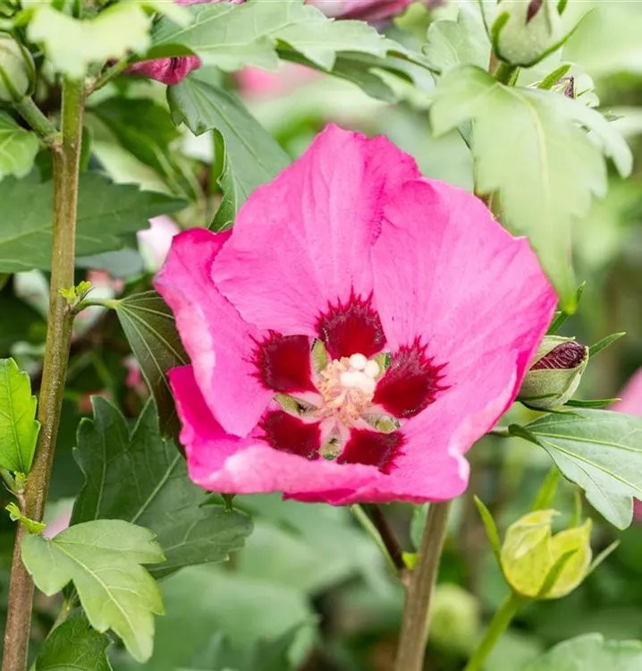 Garteneibisch 'Big Hibiskiss'