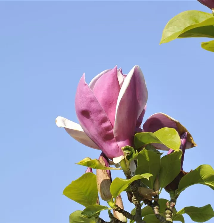 Magnolie 'Satisfaction'