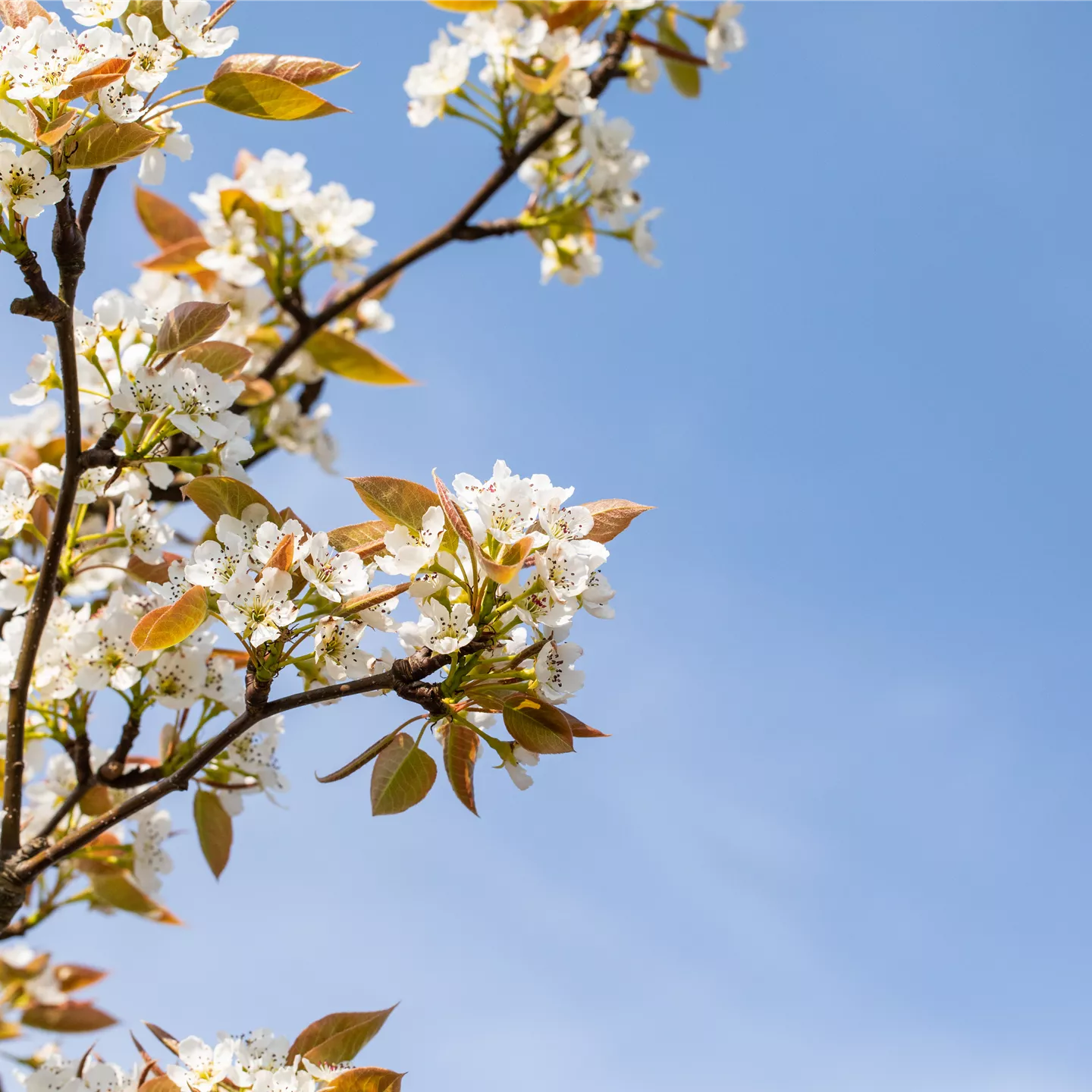 Pyrus pyraster 'Kumoi' CAC