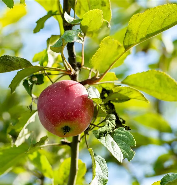 Apfel Kaiser Wilhelm