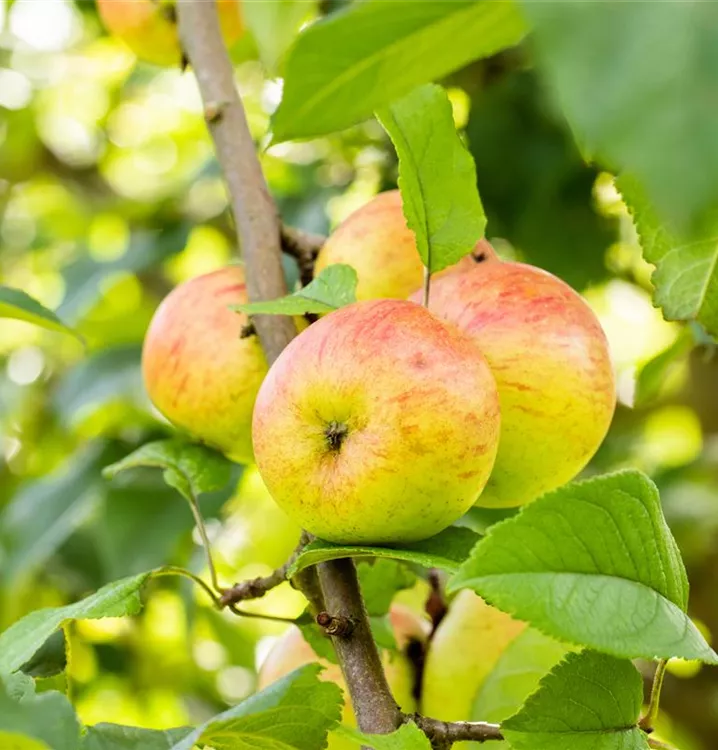 Apfel Roter Berlepsch