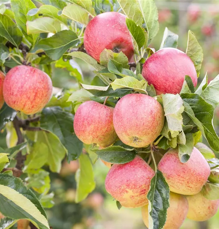 Apfel Roter Gravensteiner