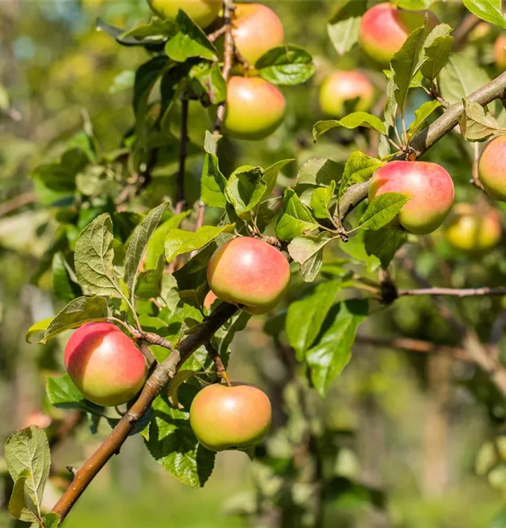 Apfel Jakob Fischer