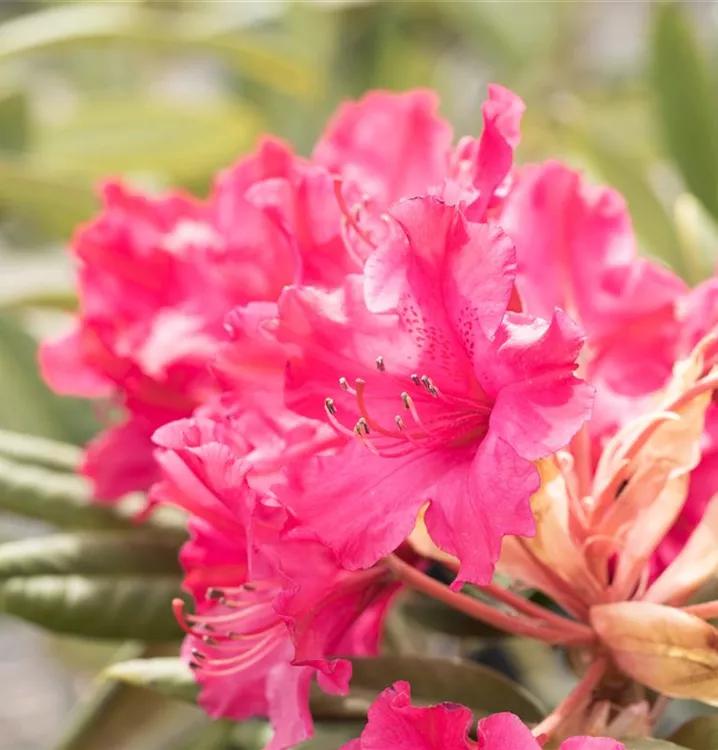 Yaku-Rhododendron 'Weinlese'