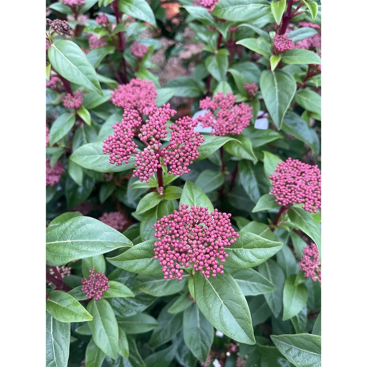 Viburnum tinus 'Spirit' -R-