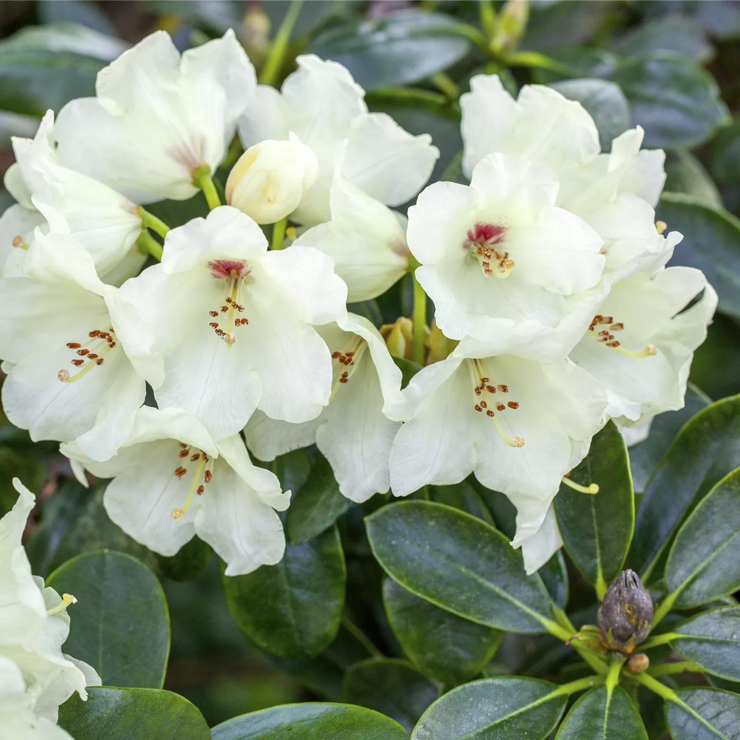 Rhododendron yak.'Flava'