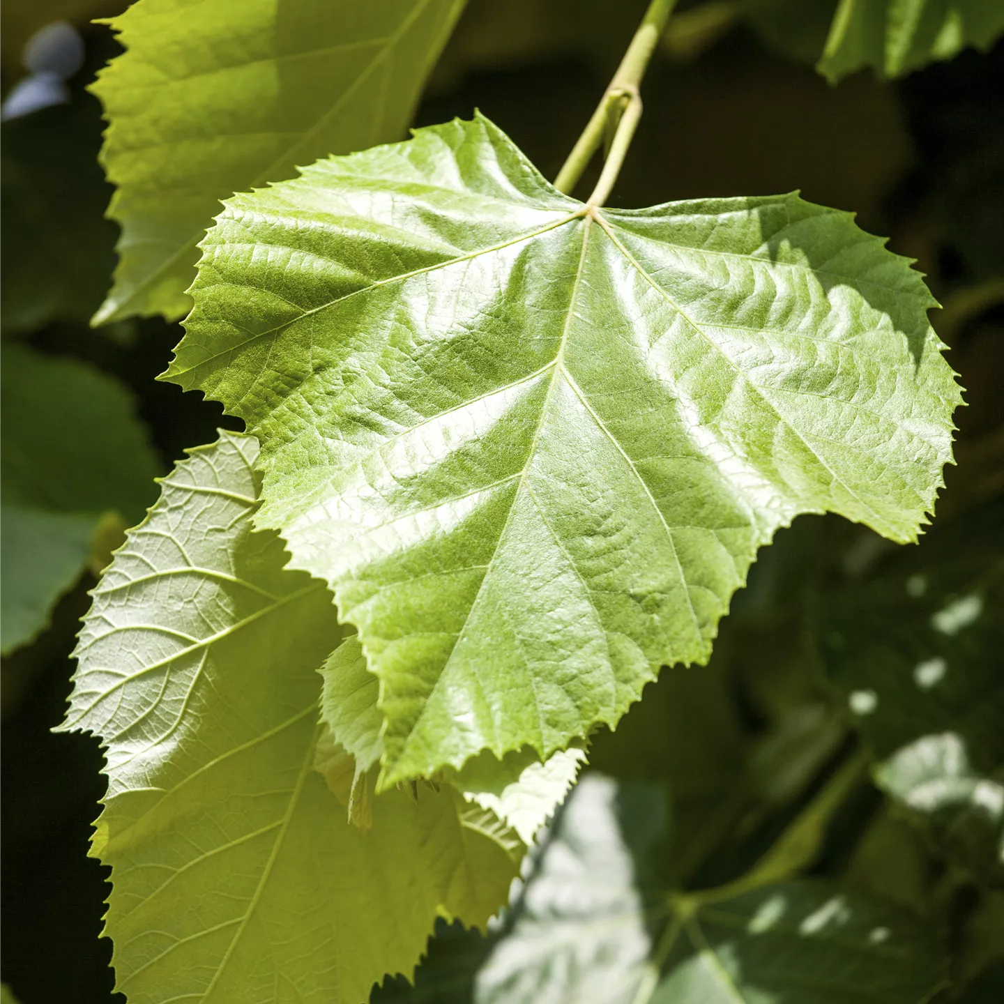 Tilia europaea 'Pallida'