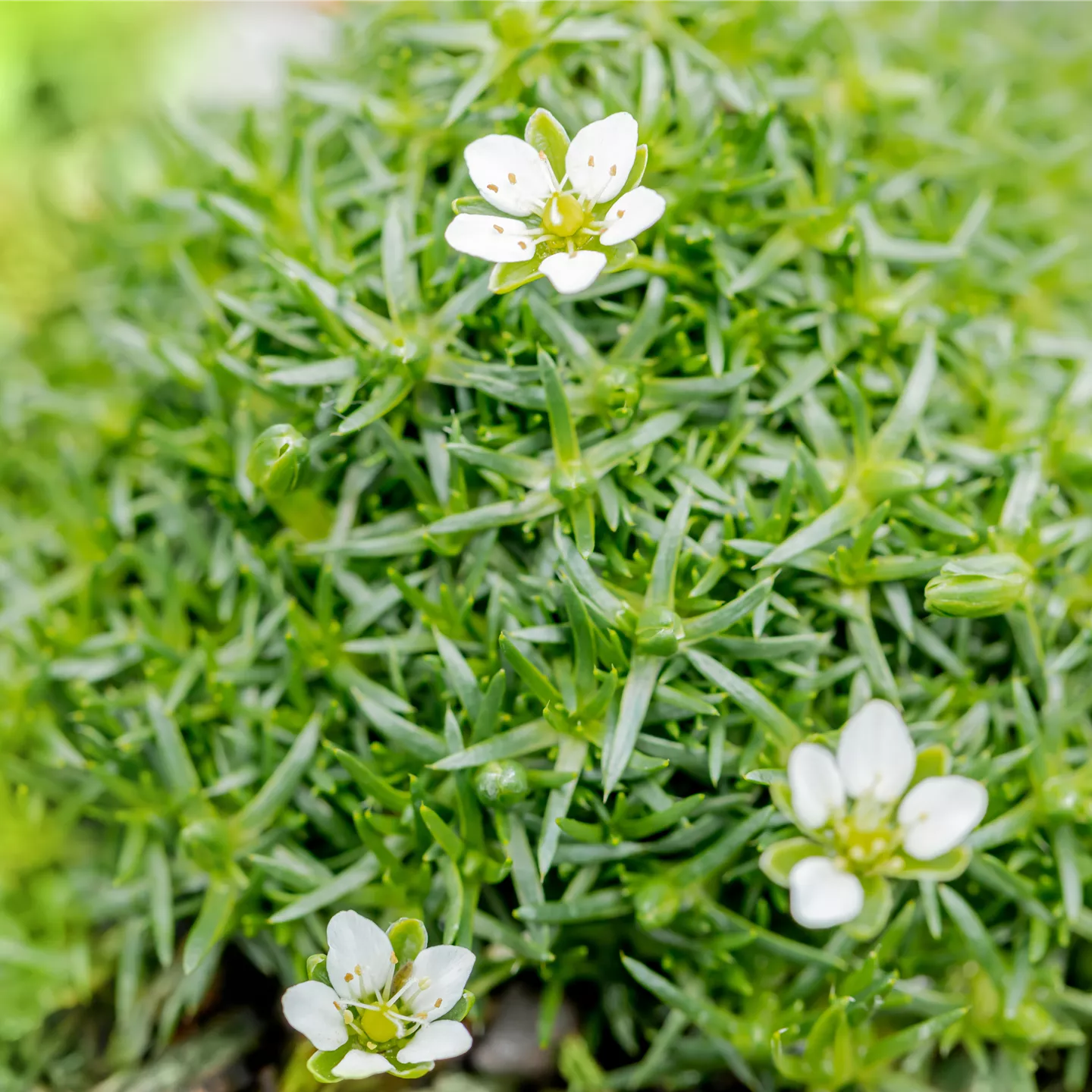 Sagina subulata, veg.