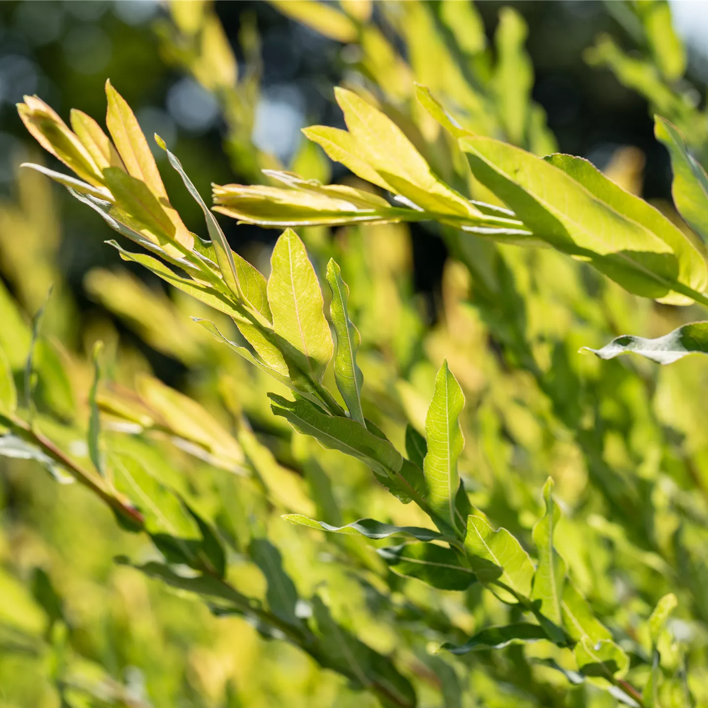 Salix purpurea 'Nana'