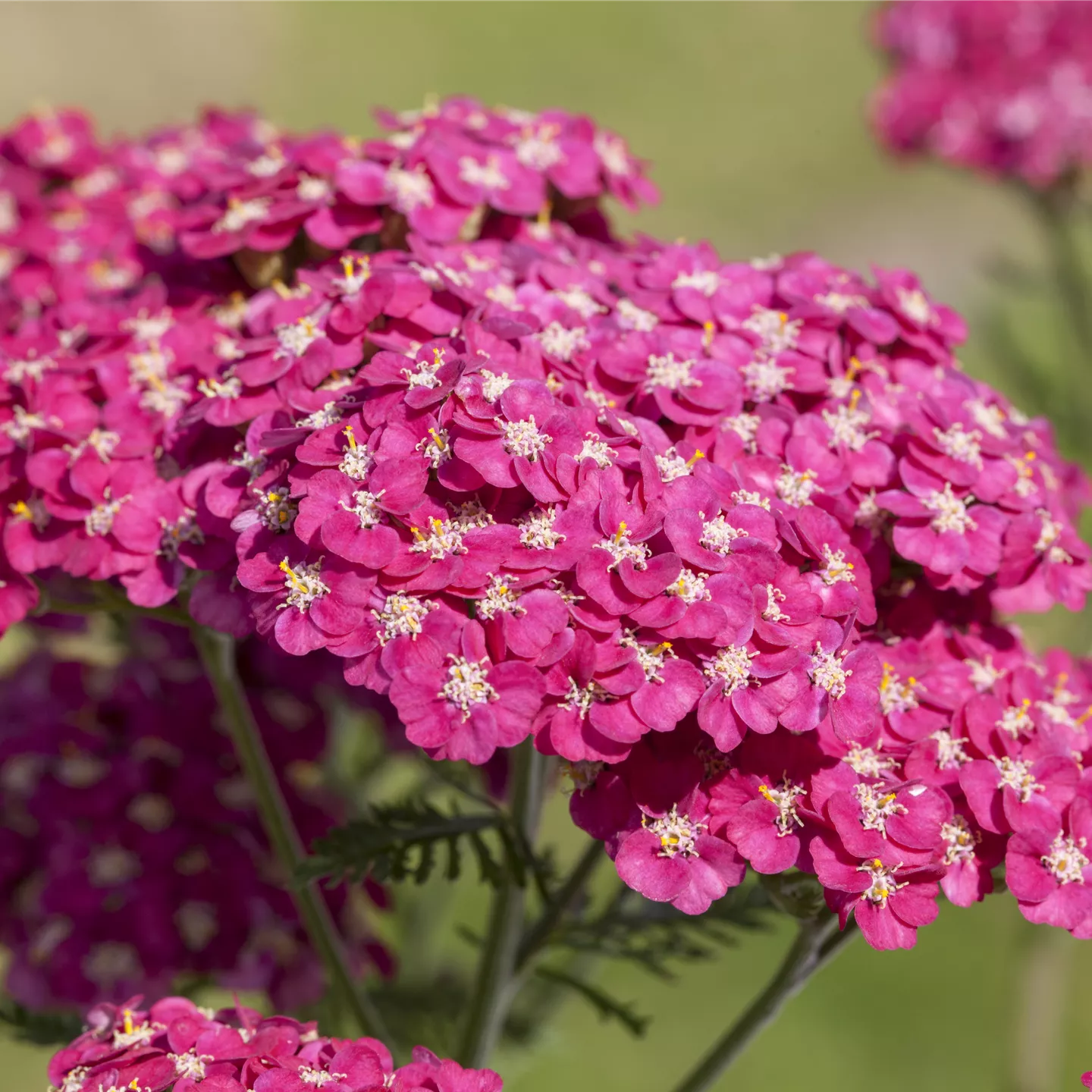 Achillea millefolium 'Saucy Seduction' -R-