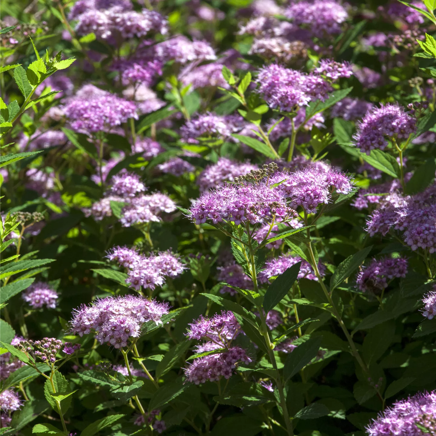 Spiraea japonica 'Little Princess'