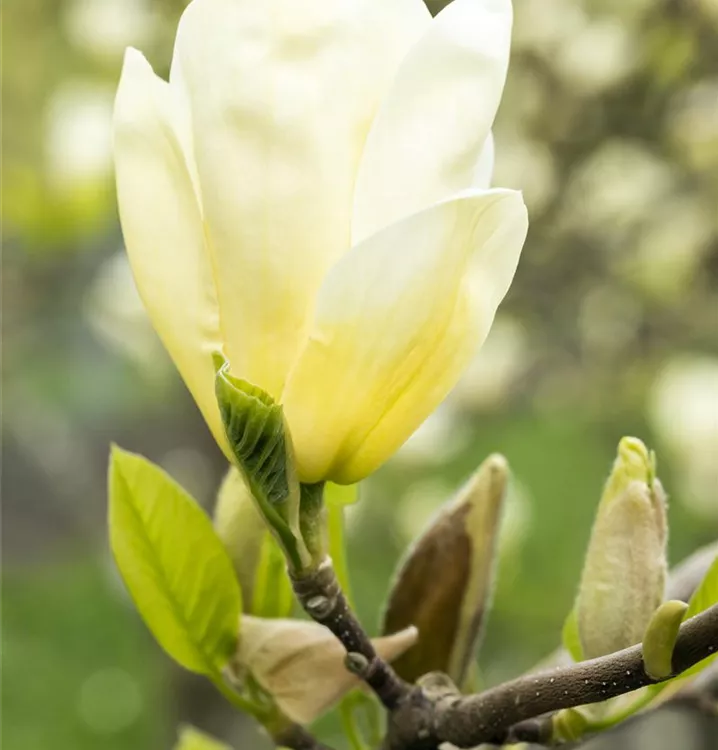 Magnolie 'Yellow Joy'