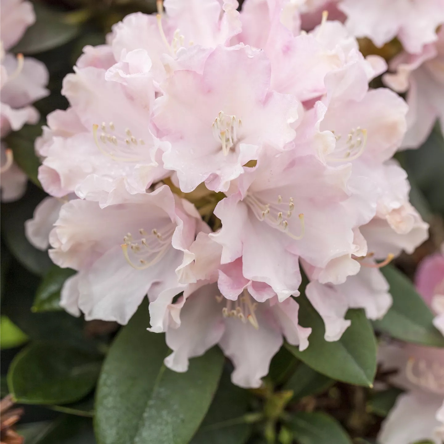 Rhododendron yak.'Schneekrone'