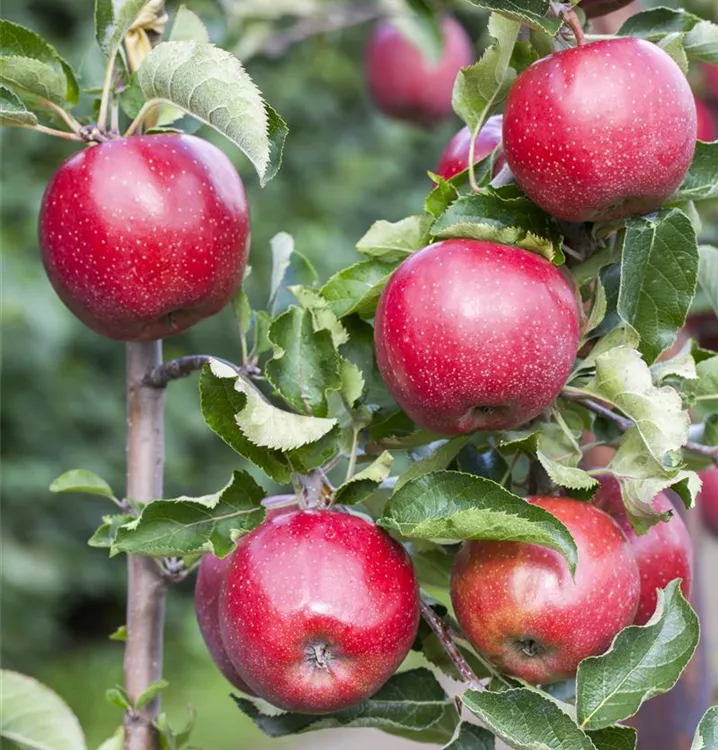 Apfel Querina Florina