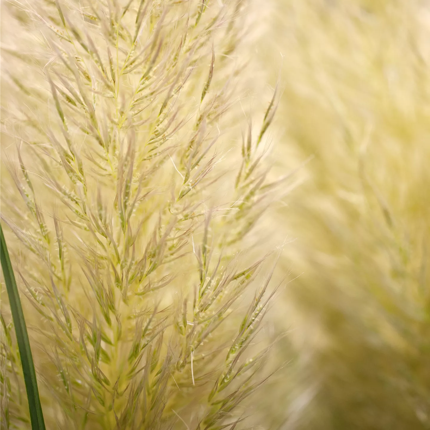 Cortaderia selloana 'Evita' -R-