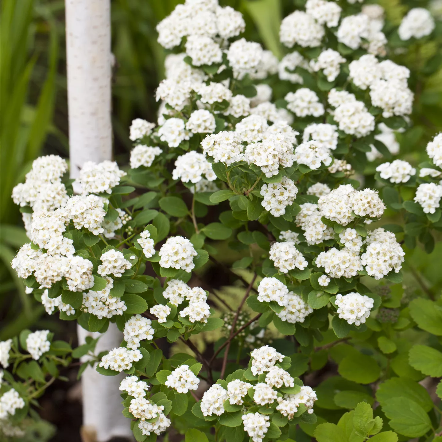 Spiraea vanhouttei