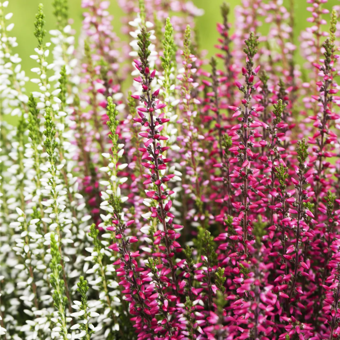 Calluna vulgaris 'Trio-Girls' -R- i.S.