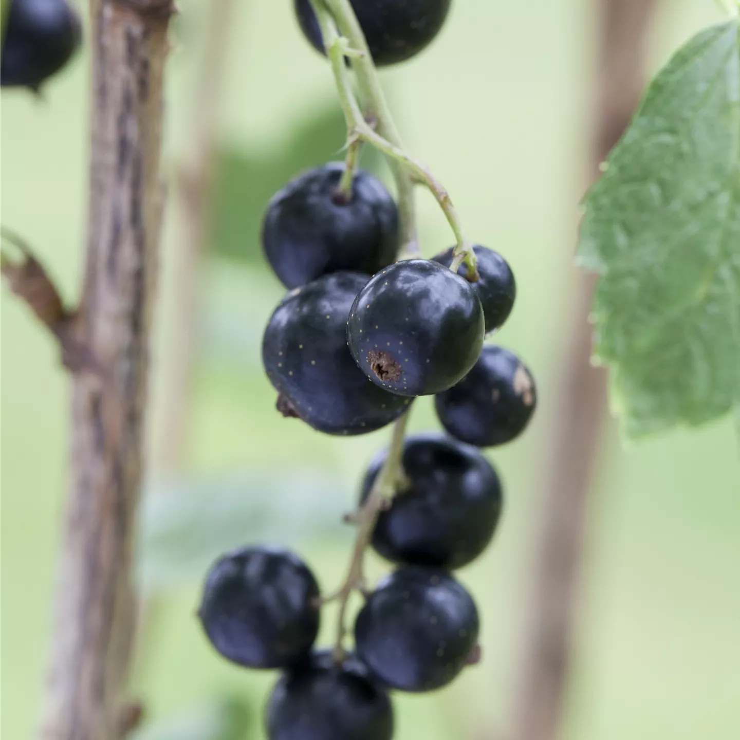 Ribes nigrum 'Rosenth. Langtraubige' CAC