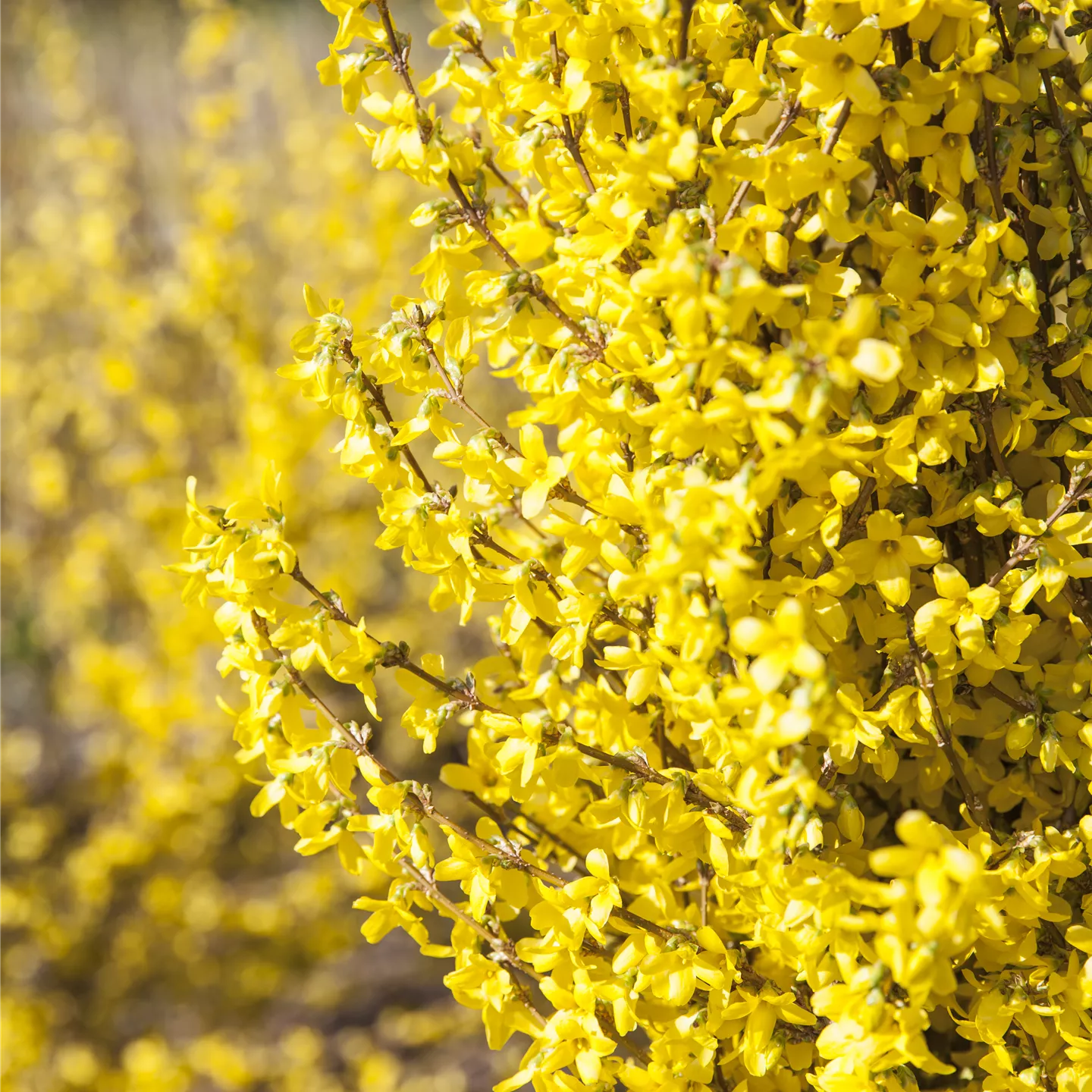 Forsythia intermedia 'Week-End' -R-